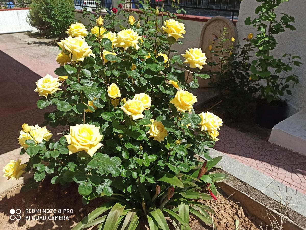 Olga'S Apartments Olympus And Garden View เนอา มิคานิโอนา ภายนอก รูปภาพ