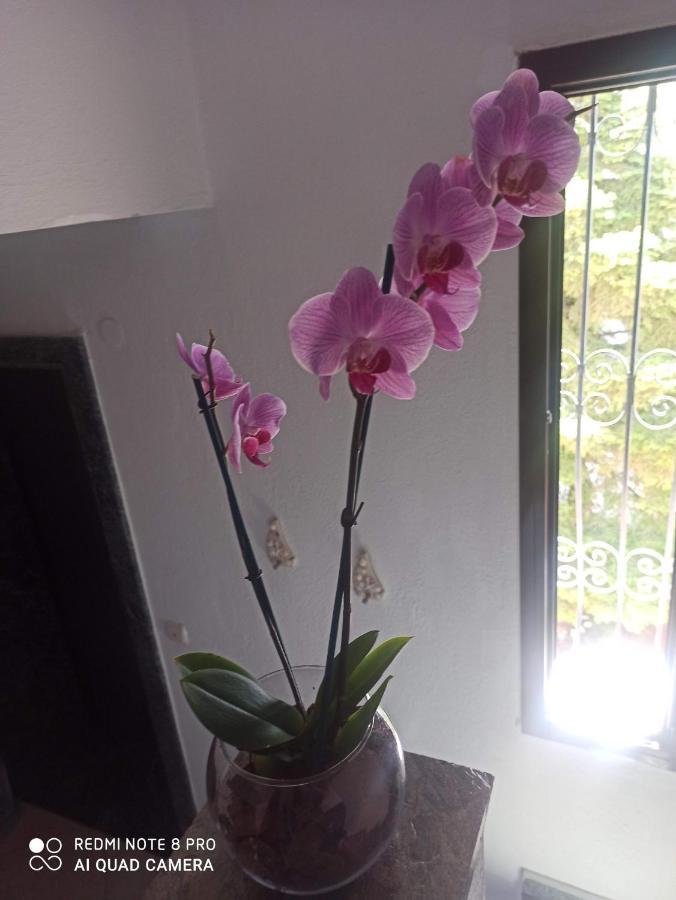 Olga'S Apartments Olympus And Garden View เนอา มิคานิโอนา ภายนอก รูปภาพ